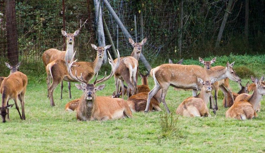 Gite Du Cerf Birkenwald Экстерьер фото