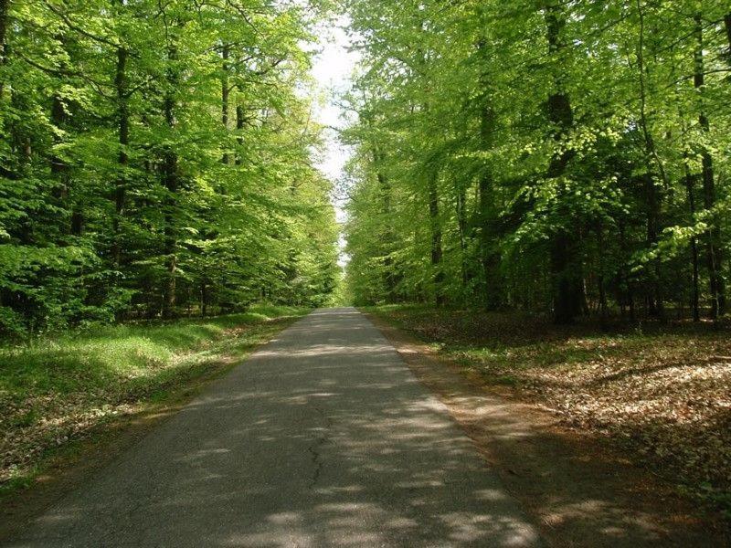 Gite Du Cerf Birkenwald Экстерьер фото