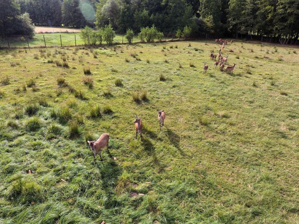Gite Du Cerf Birkenwald Экстерьер фото